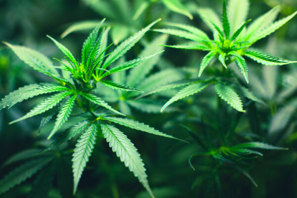 Why CBD Is Changing The Way People Approach Daily Wellness?